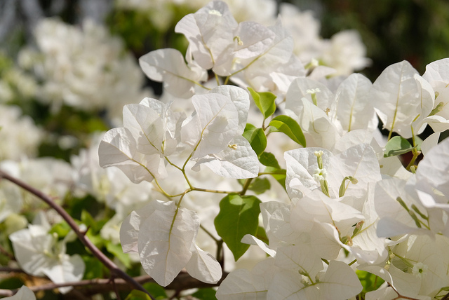 Outdoor Plants